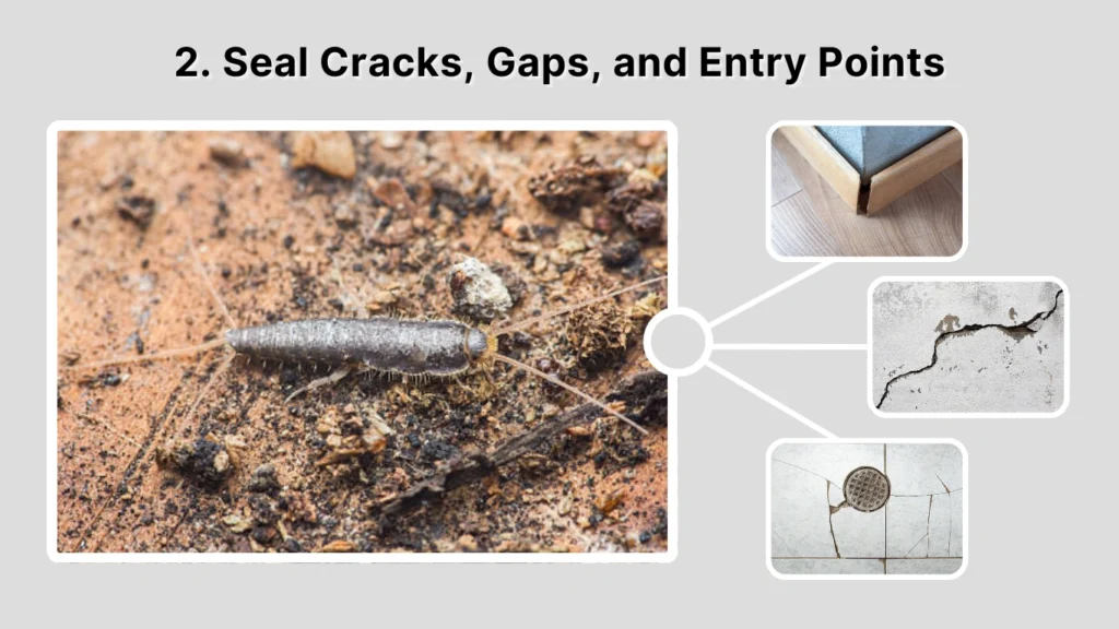 2. Seal Cracks, Gaps, and Entry Points