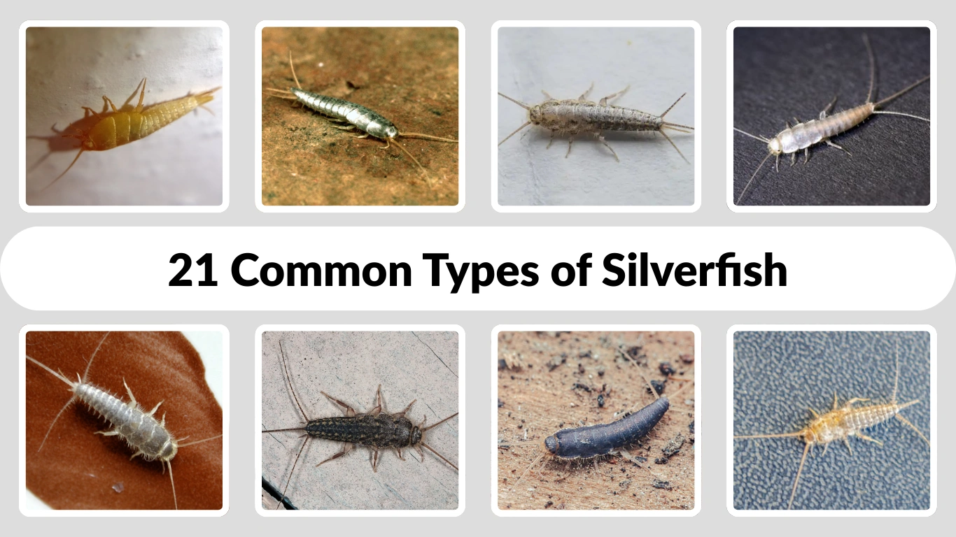 21 Common Types of Silverfish Species  Identification with Pictures 