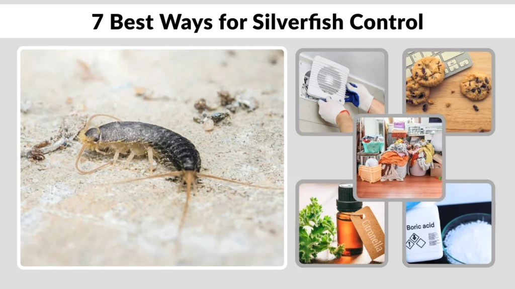 7 Best Ways for Silverfish Control