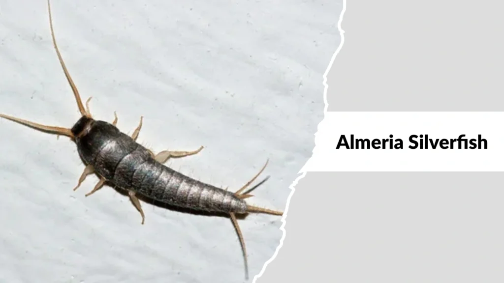 Almeria Silverfish