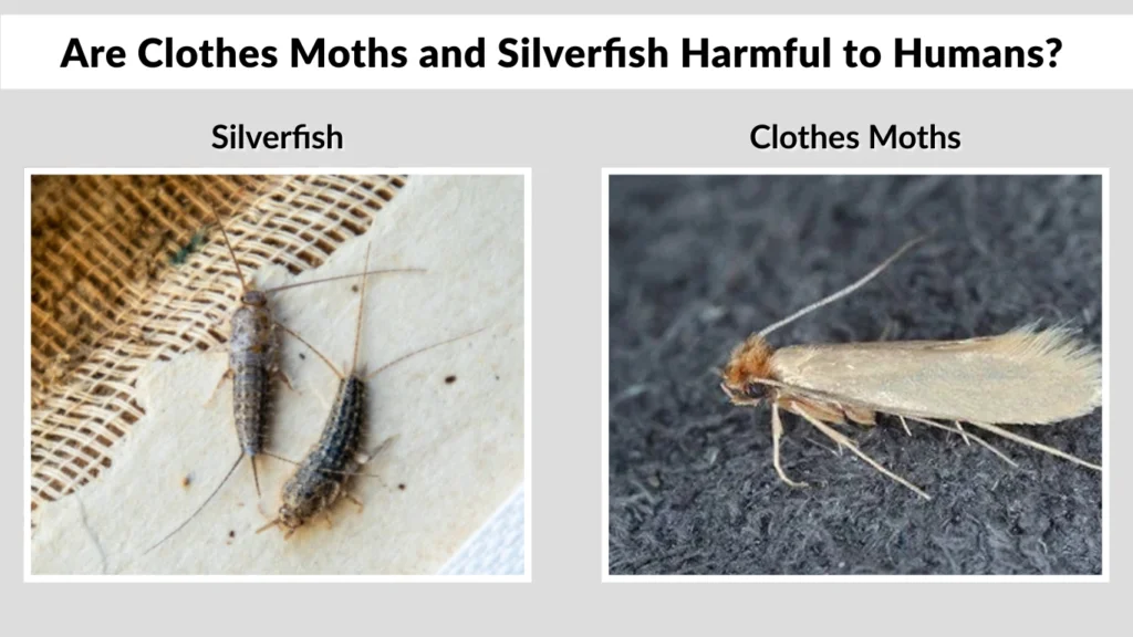 Are Clothes Moths and Silverfish Harmful to Humans