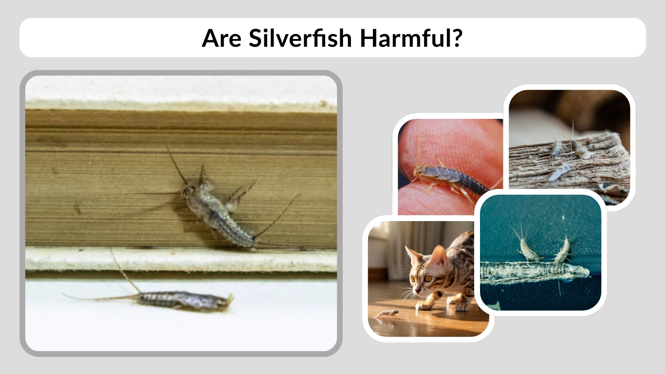 Are Silverfish Harmful Risks to Humans, Pets & Homes
