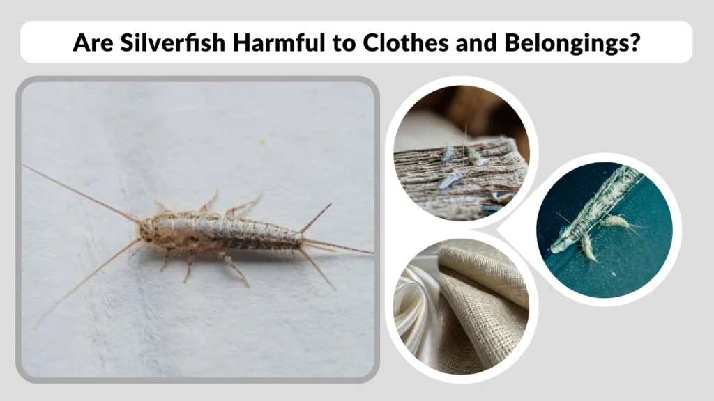 Are Silverfish Harmful to Clothes and Belongings