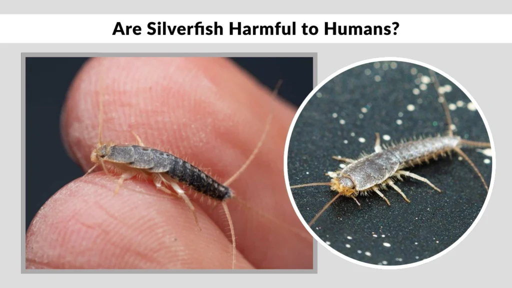 Are Silverfish Harmful to Humans