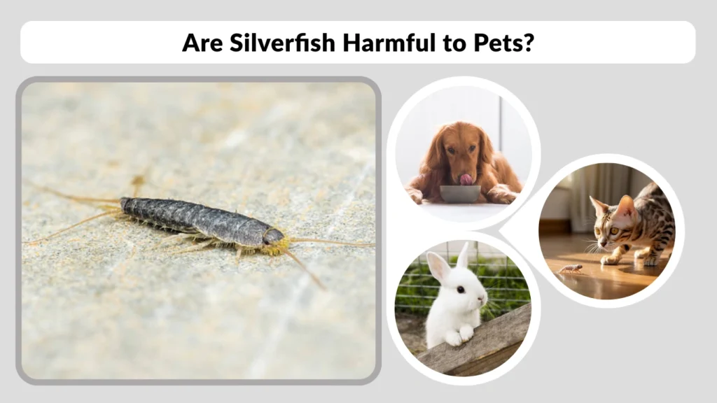 Are Silverfish Harmful to Pets
