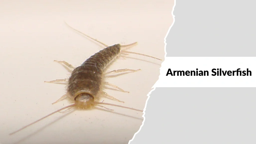 Armenian Silverfish