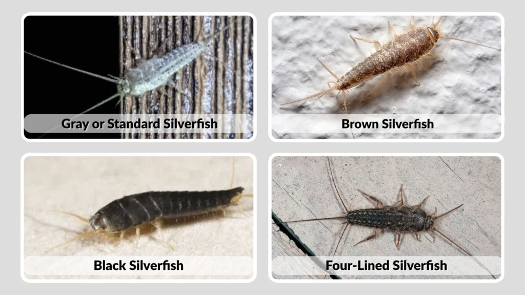 Brown Silverfish