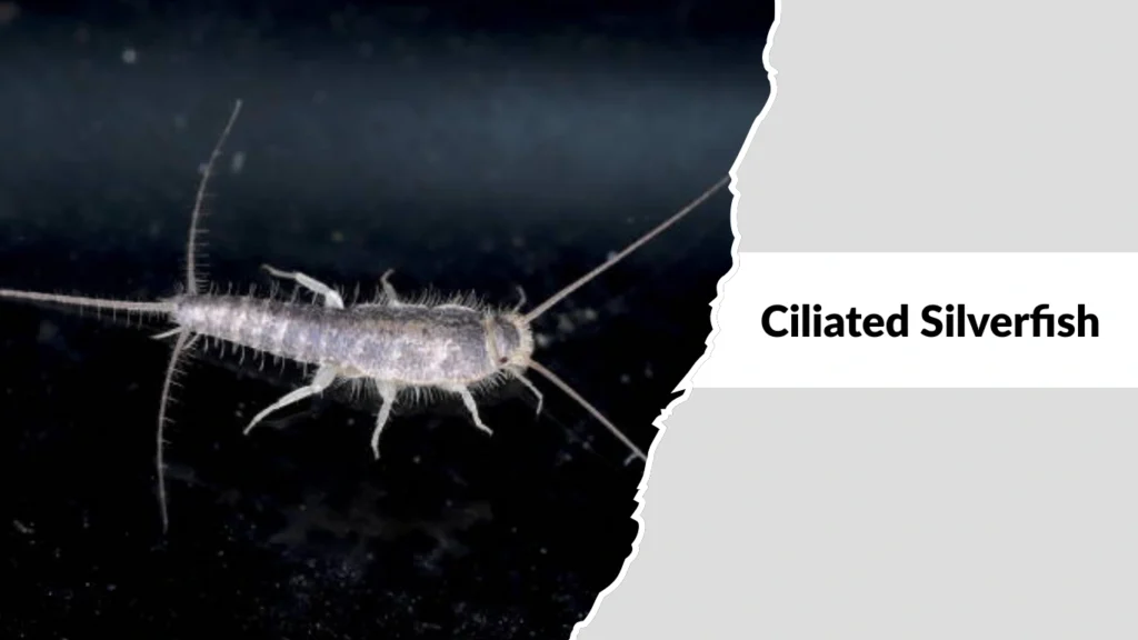 Ciliated Silverfish