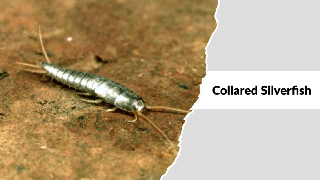 Collared Silverfish