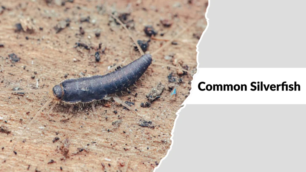 Common Silverfish
