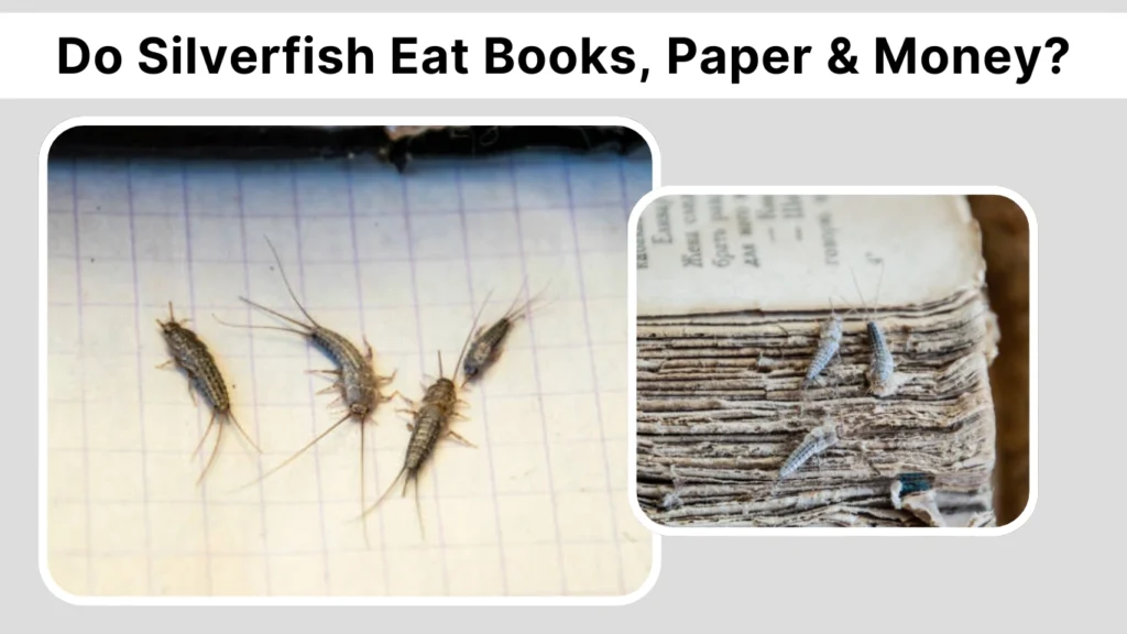 Do Silverfish Eat Books, Paper & Money