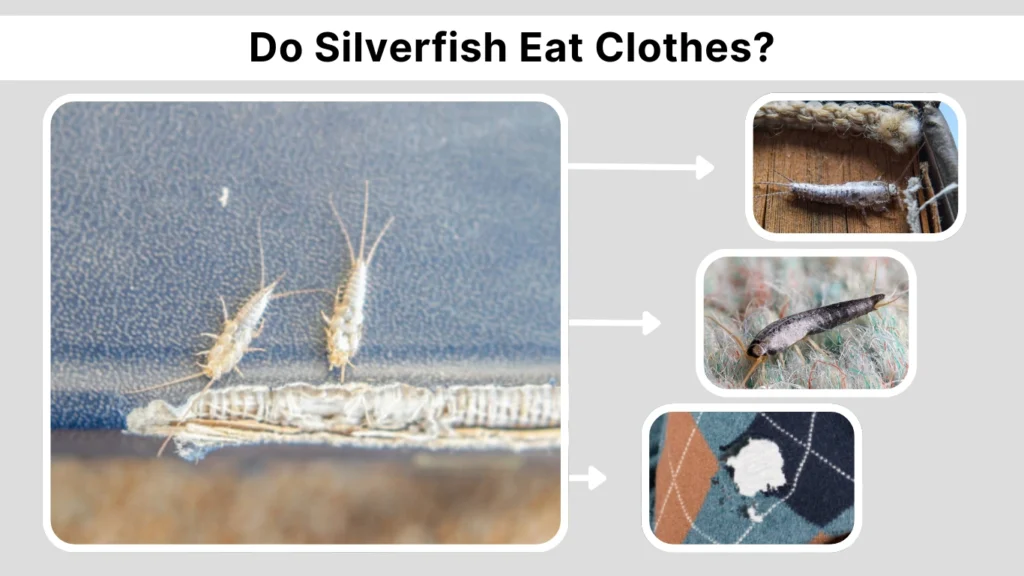 Do Silverfish Eat Clothes