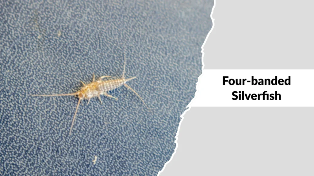 Four-banded Silverfish