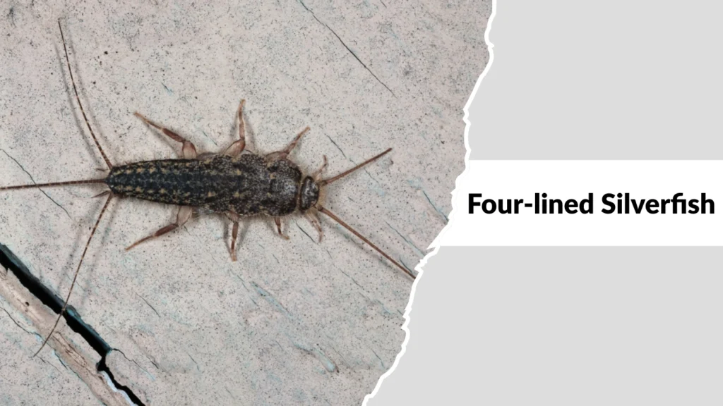 Four-lined Silverfish