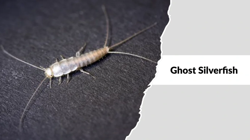 Ghost Silverfish