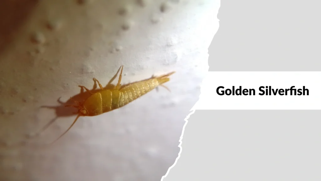 Golden Silverfish