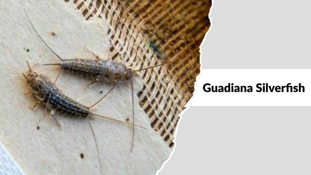 Guadiana Silverfish