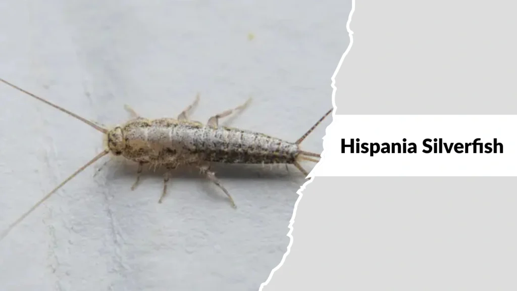 Hispania Silverfish