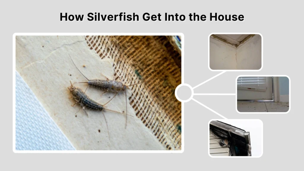 How Silverfish Get Into the House