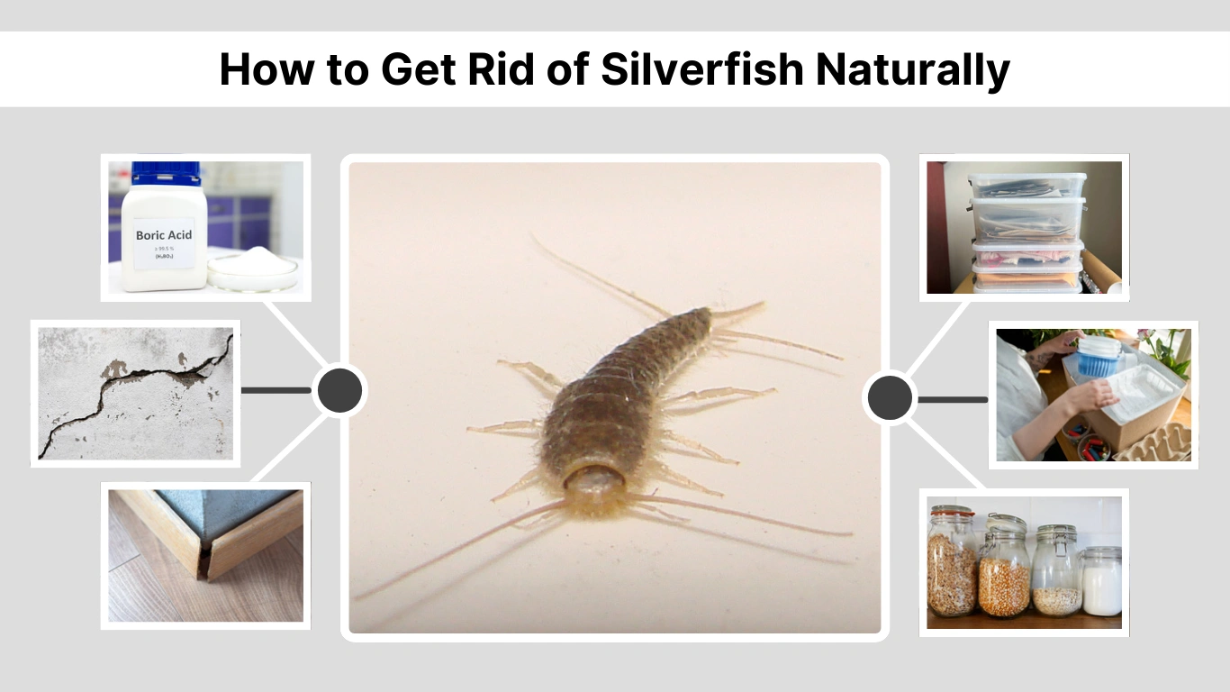 How to Get Rid of Silverfish Naturally 7 Effective Methods 