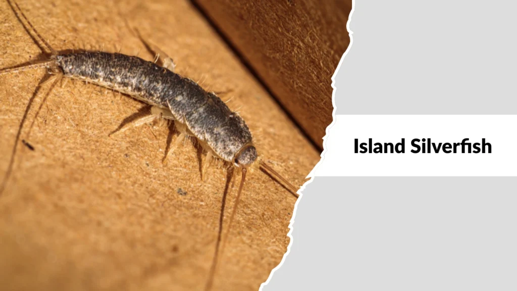 Island Silverfish