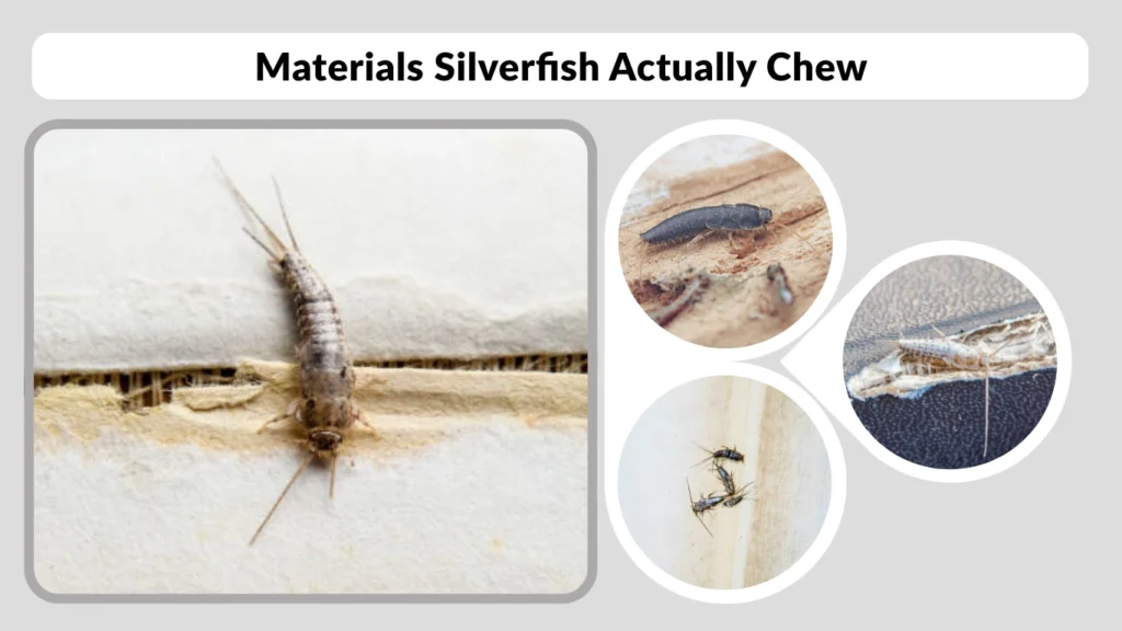 Materials Silverfish Actually Chew