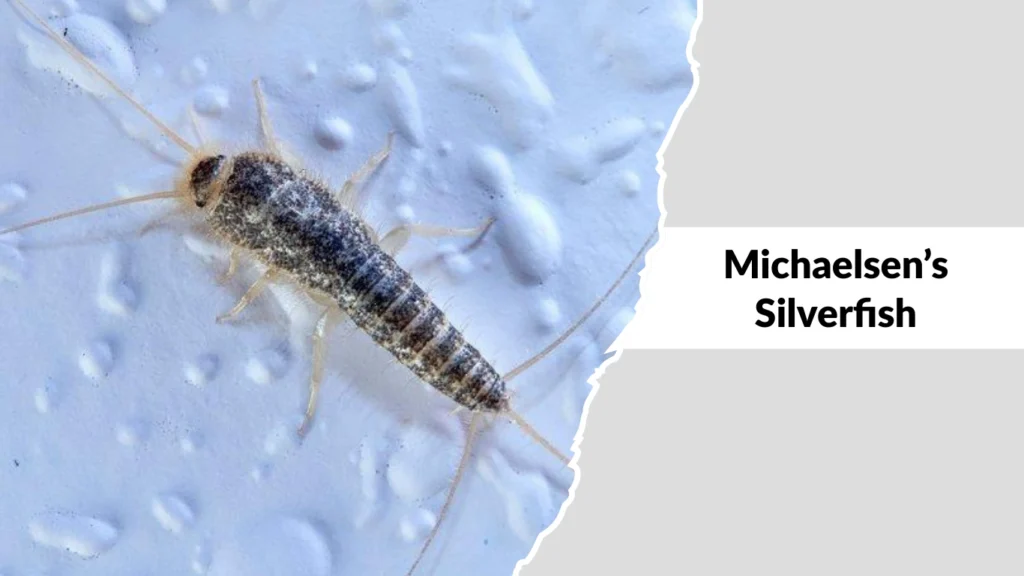 Michaelsen’s Silverfish