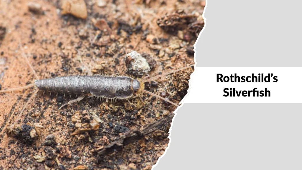 Rothschild’s Silverfish