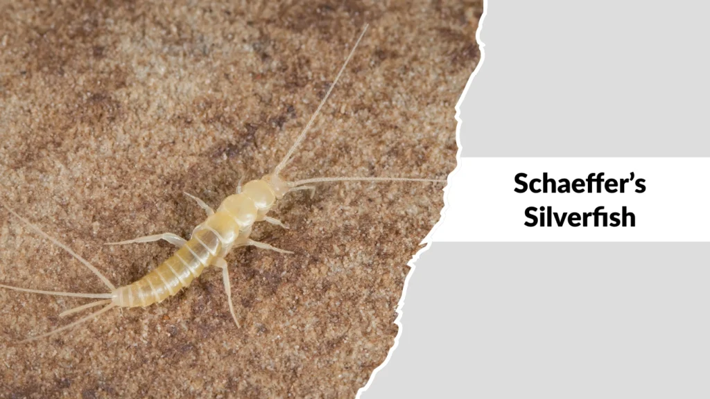 Schaeffer’s Silverfish