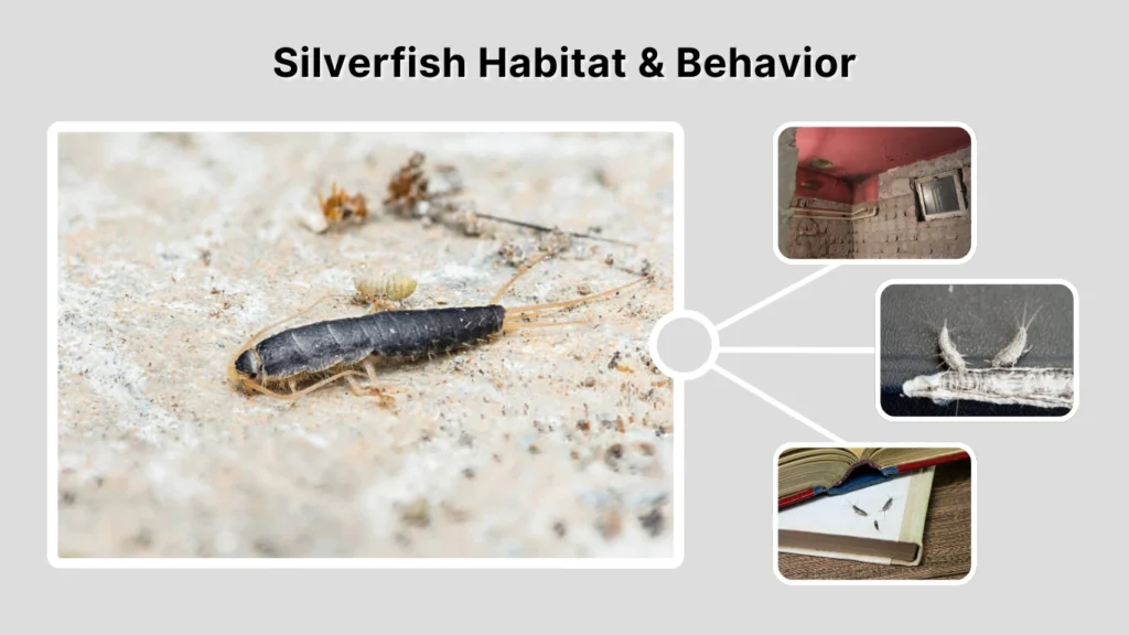 Silverfish Habitat & Behavior