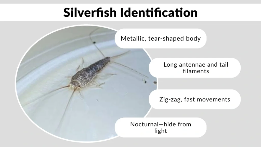 Silverfish Identification