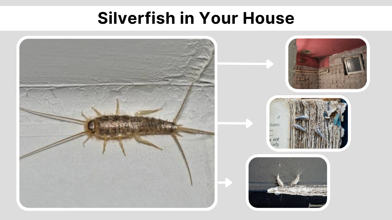 Silverfish in Your House Causes, Removal & Prevention