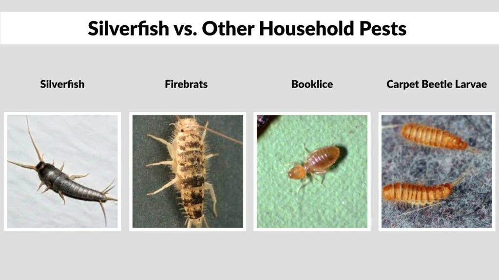 Silverfish vs. Other Household Pests