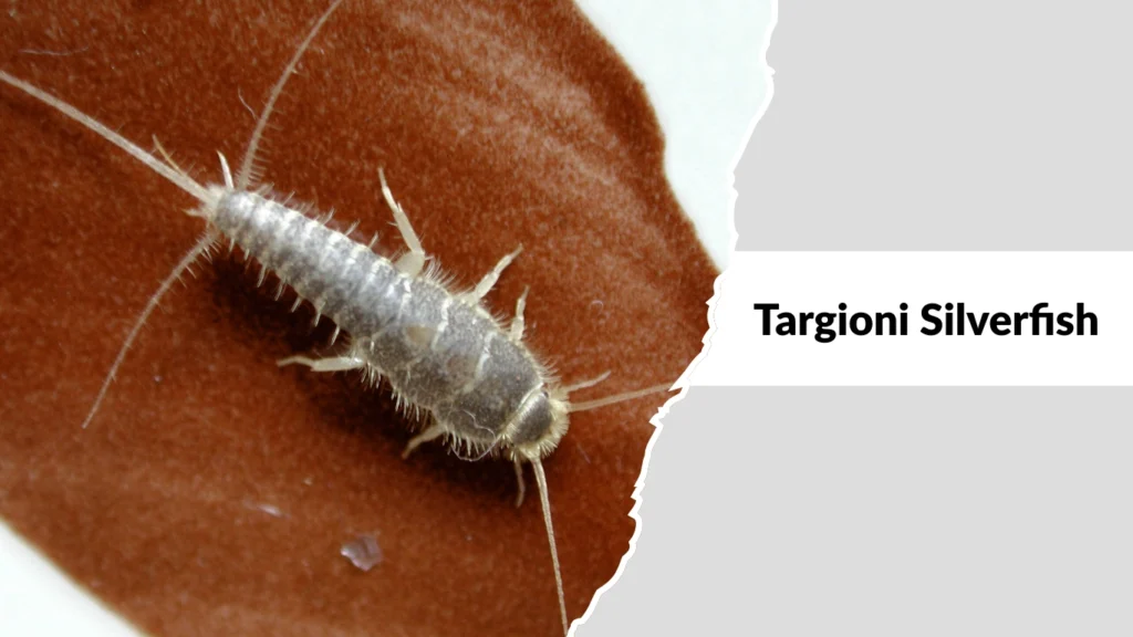 Targioni Silverfish
