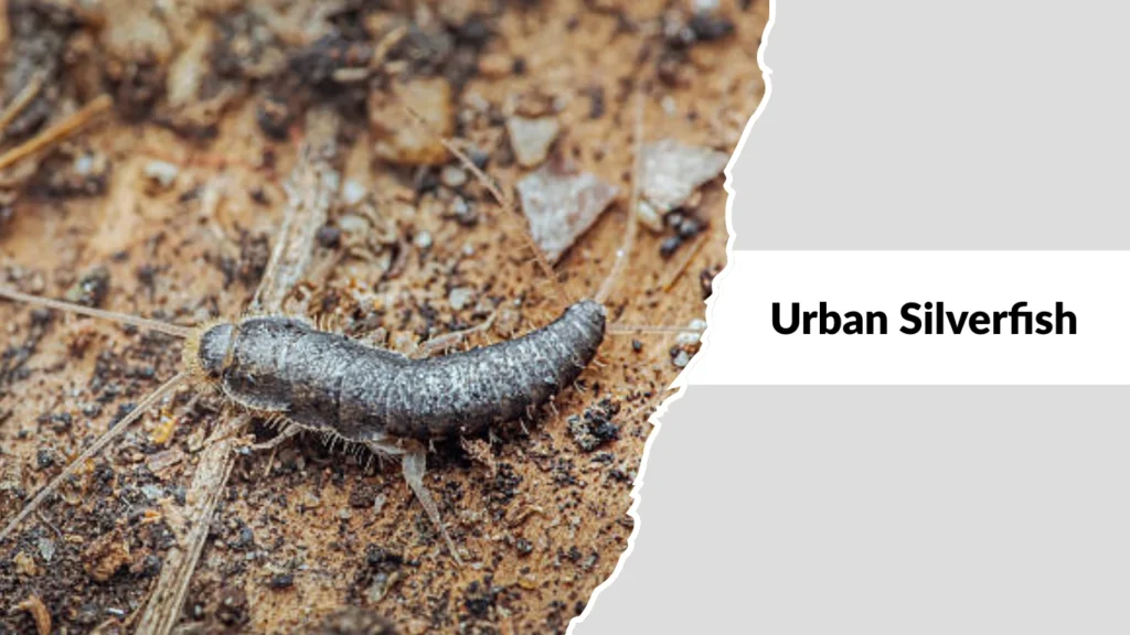 Urban Silverfish