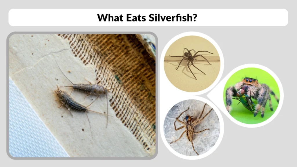 What Eats Silverfish
