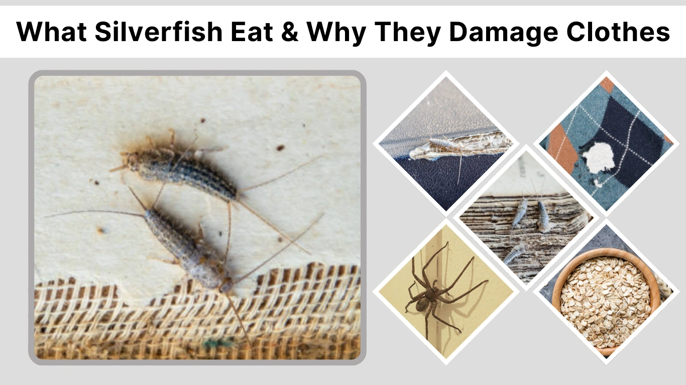 What Silverfish Eat & Why They Damage Clothes