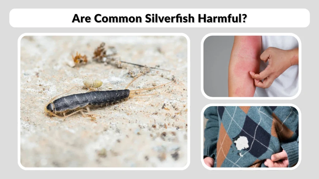 Are Common Silverfish Harmful