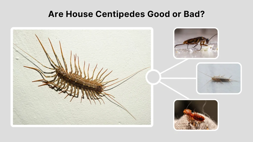 Are House Centipedes Good or Bad