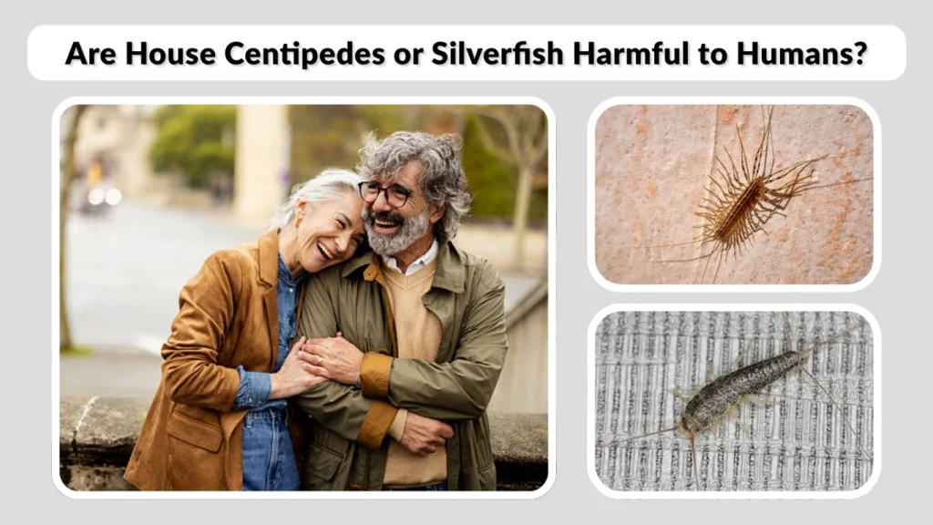 Are House Centipedes or Silverfish Harmful to Humans