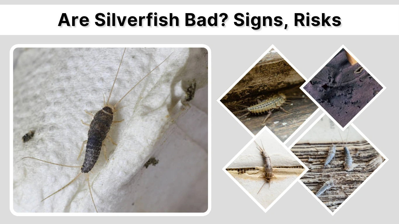 Are Silverfish Bad Signs, Risks, and Home Impact Explained