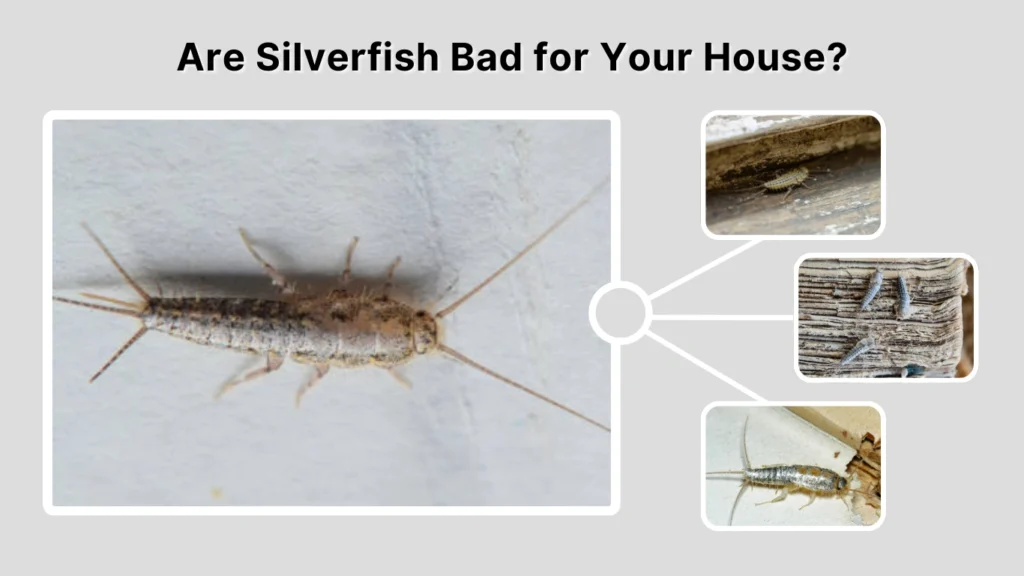Are Silverfish Bad for Your House