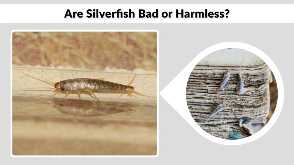 Are Silverfish Bad or Harmless