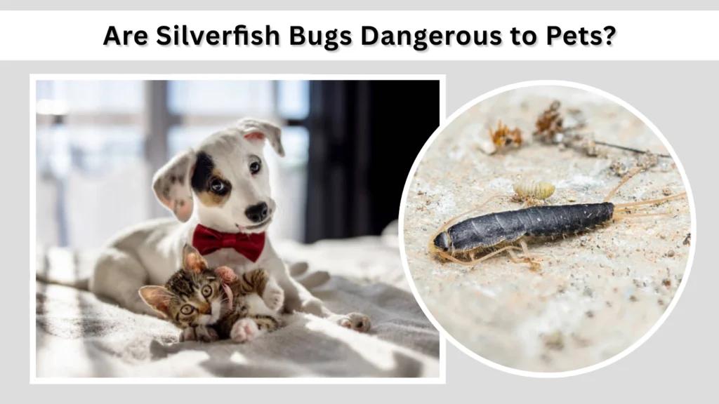 Are Silverfish Bugs Dangerous to Pets
