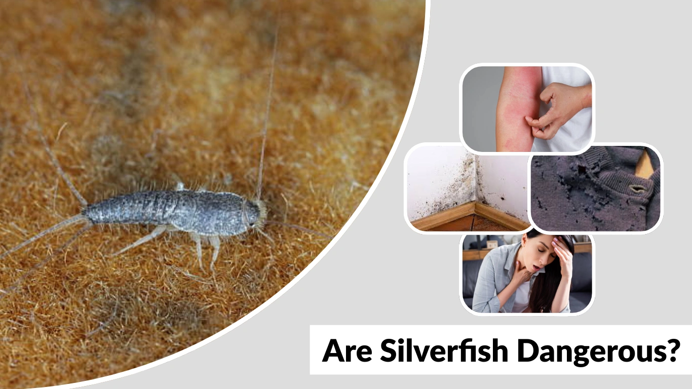 Are Silverfish Dangerous Risks to Humans, Pets, and Homes