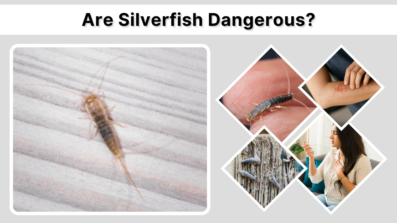 Are Silverfish Dangerous Risks to Humans, Pets, and Homes