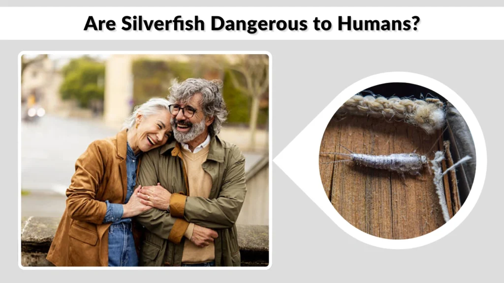 Are Silverfish Dangerous to Humans