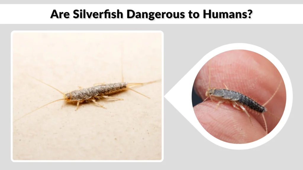 Are Silverfish Dangerous to Humans