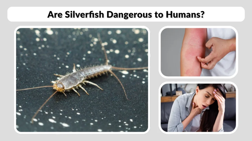 Are Silverfish Dangerous to Humans