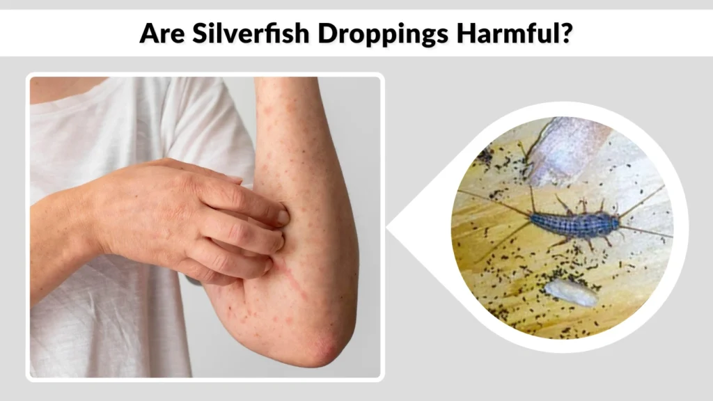 Are Silverfish Droppings Harmful